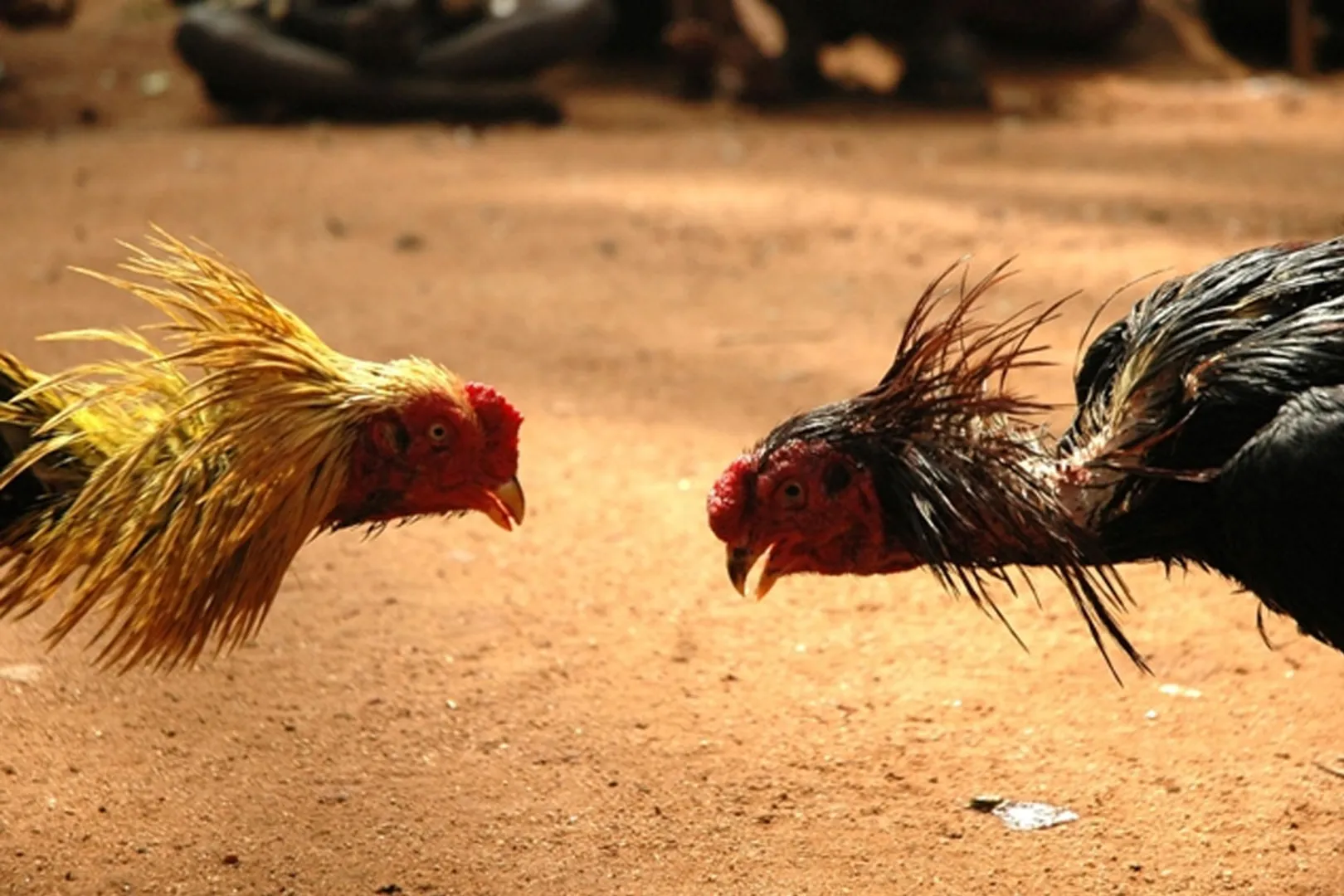 cock fight